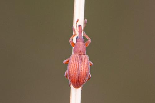 Réf. 350 271 : Apioninae inconnu